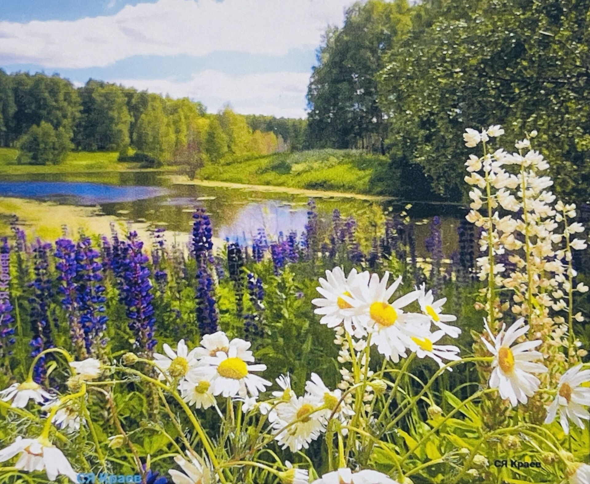 5D Yapışan Boncuk Goblen 40 x 50 cm Mozaik Tablo Pano 77468