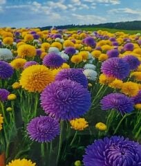 5D Yapışan Boncuk Mozaik Tablo 40*50 cm H5X39